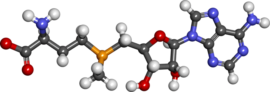 Молекула S-adenosylmethionine